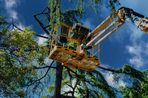 Best Palm Tree Trimming  in Dooms, VA